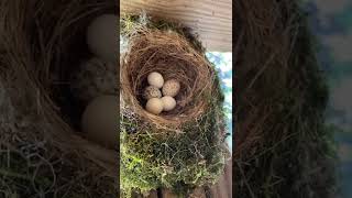 Cowbird They lay their eggs in other birds nest and then take off… [upl. by Onitsoga]