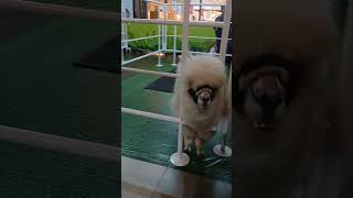 Alpaca at mall ciputra citra raya fypシ゚viral [upl. by Gae929]