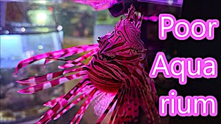 Pathetic sad fish and shrimp Poor Aquarium Red lionfish Angelfish Belgrade Serbia [upl. by Eitsyrk936]