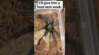 Brachypelma Albiceps Tarantula Has Moulted [upl. by Martres961]