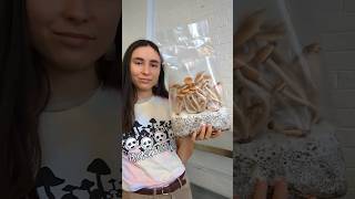 How to Grow Mushrooms in Bags using ShroomTek  QUICK tutorial howto mushroomcultivation diy [upl. by Alliuqat448]