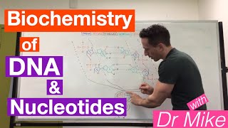 DNA and Nucleotides  Biochemistry [upl. by Hausner]