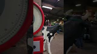 A memorable visit at hesketh farm Park travel shortvideos [upl. by Yreffeg]