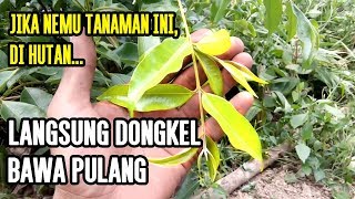 Tanaman Hutan Liar Bisa untuk dijadikan BONSAI Keren [upl. by Ellerud]