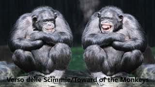 Verso delle Scimmie 🐵 Toward of the Monkeys 🐵Sound Effects amp Voices 🐵 [upl. by Dorthea]