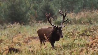 Close red deer stag encounter during rut [upl. by Adnahsed]