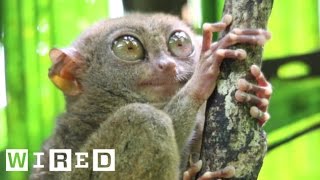 Absurd Creatures  The Tarsier Leaps Like a Superhero Looks Like Yoda [upl. by Shulins]