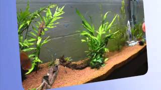 Tropiceau Aquariums Binche [upl. by Dinsdale]