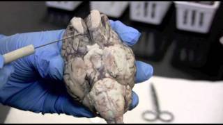 Cranial Nerves Sheep Brainmov [upl. by Baudin919]