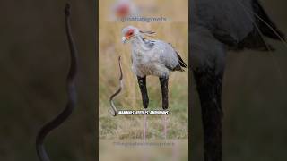 Secretary Bird Snake Stomping Hunter shorts secretarybirds [upl. by Dnomsaj852]