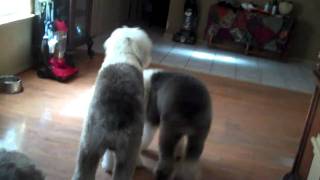 Home Again Chip saves Texas Old English Sheepdog [upl. by Tichonn932]