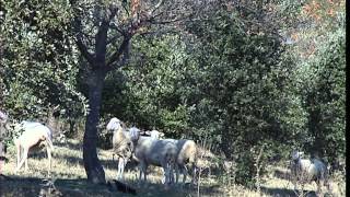 Cest pas sorcier TRUFFE  A LA POURSUITE DU DIAMANT NOIR [upl. by Garold249]