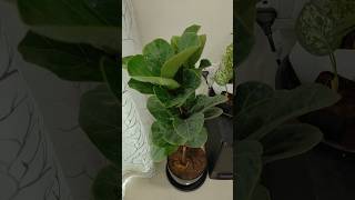 transplanting Ficus Lyrata Bambino Dwarf Fiddle Leaf Fig  Plant to a new pot 😁 summergarden [upl. by Elmaleh]