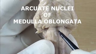 ARCUATE NUCLEI [upl. by Nnairam]