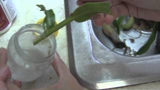 Propagating Nepenthes Through Cuttings [upl. by Nirak]