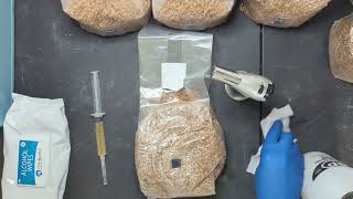 How to incoulate a grain spawn bag with spores or liquid culture [upl. by Weed]