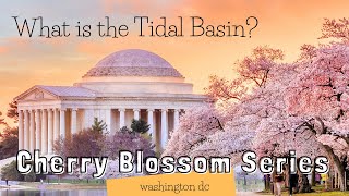 What is the Tidal Basin Cherry Blossom Virtual Tour Series [upl. by Aspasia]