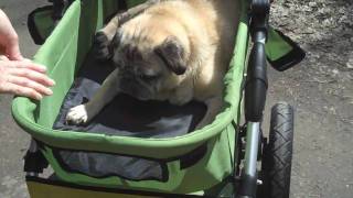 Canadas Coolest Dog Stroller for Older Dogs [upl. by Ynahirb]