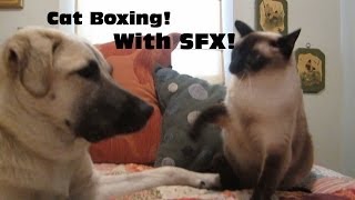 Cat boxing dog Who wins WITH SOUND FX Skit Its A Random Life [upl. by Mook194]