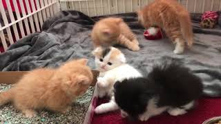 Scottish Fold Munchkin Kittens [upl. by Murdoch]