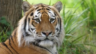 Amur Tigers at Longleat [upl. by Haerdna315]