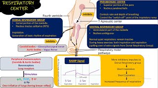 Respiratory Center Respiratory Physiology Chapter 42 part 1 Guyton and Hall Physiology [upl. by Leoj662]