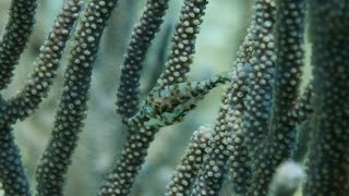 Filefish uses instant camouflage to vanish [upl. by Trautman]