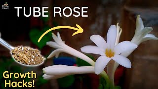 A Complete Guide On TubeRose Care  PureGreeny [upl. by Sianna]