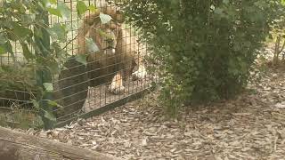 Huge African Lion  Big Cat Sanctuary  Smarden Ashford Kent  July 2022 [upl. by Anerahs427]