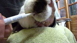 Bobtails Rescue How to give oral medication to your rabbit or guinea pig on your own [upl. by Lough]