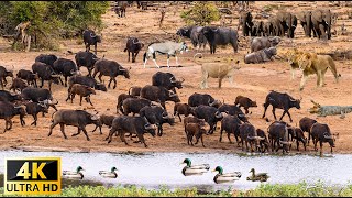 4K African Wildlife Aberdare National Park Kenya  Scenic Wildlife Film With Real Sounds [upl. by Alig]