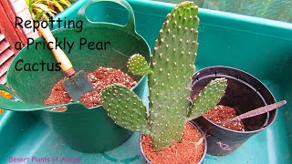 Repotting Prickly Pear Cactus Road Kill Cactus  Opuntia Rubescens  Consolea Rubescens [upl. by Naugal]