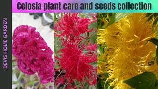 Celosia Plant Care [upl. by Rollo]