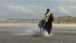 Swimming with horses  Zwemmen met paarden Terschelling [upl. by Eiclud]