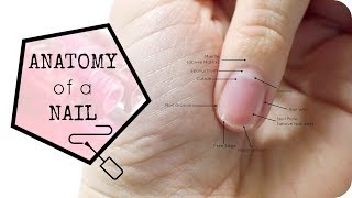 Anatomy of the Nail [upl. by Towbin]