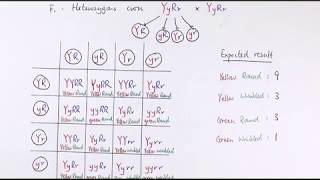 A2 Biology  Dihybrid inheritance  Unexpected phenotypic ratios OCR A Chapters 2034 [upl. by Hercule]