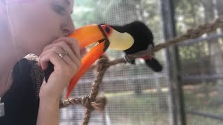 Want a Pet Toucan  Must Knows About TOUCANS As Pets [upl. by Aleacim]