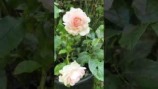 强香玫瑰系列 Fragrant Roses  Chandos Beauty Rose  英国婚礼用花 Wedding Rose Flowers rosegarden [upl. by Emerson]