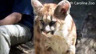 Cougar Kittens Explore Exhibit for first time [upl. by Eynenihc]