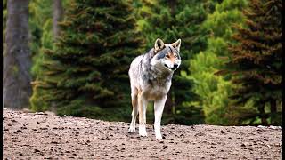 A wolf standing and behind him three green spruce trees hotshot [upl. by Haughay]