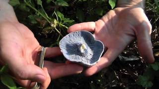 Edible Blue Mushroom Lactarius Indigo [upl. by Manard]