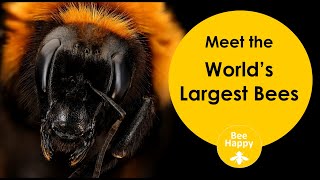 Worlds Largest Bees [upl. by Aid]