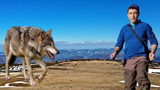 MAM ÎNTALNIT CU LUPUL  CE SĂ FACI CĂND TE ÎNTALNEȘTI CU ANIMALE SĂLBATICE [upl. by Osicran]