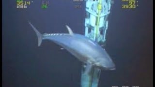 WORLD RECORD FISH 18ft Tuna ROV Deepwater Footage Bluefin Yellowfin Redfish [upl. by Irami]