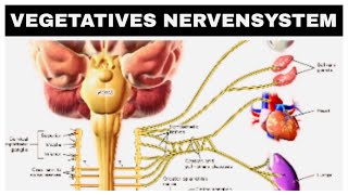 Vegetatives Nervensystem Sympathikus Parasympathikus kurze Erklärung [upl. by Chemarin]