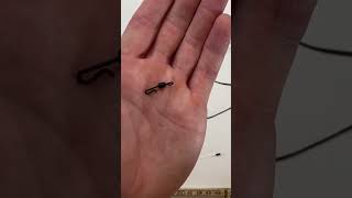 Fishing tip How to create a helicopter rig for carp fishing 🎣🚁 [upl. by Chickie]