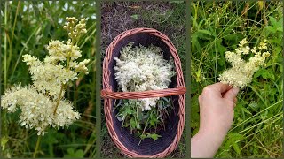 Exploring Meadowsweet Medicinal Uses And Harvesting Tips [upl. by Vernier412]