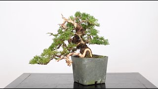 Shohin Juniper Bonsai from Cuttings Part 2  BonsaiU [upl. by Egnalos717]