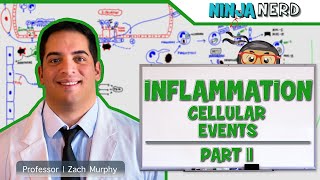 Immunology  Inflammation Cellular Events Part 2 [upl. by Ilecara]