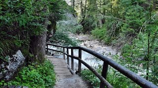 Zauberwald am Hintersee [upl. by Luoar]